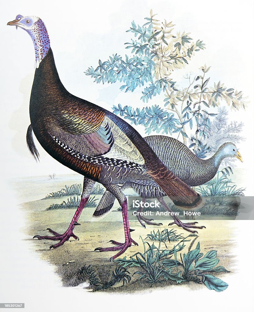 Common Turkey Illustration Common Turkey 19th Century Illustration Bird stock illustration