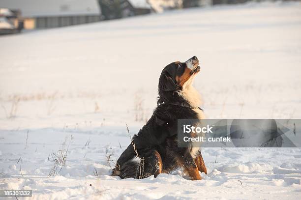 Foto de Cão Bernese Montanhês e mais fotos de stock de Cão - Cão, Inverno, Latindo