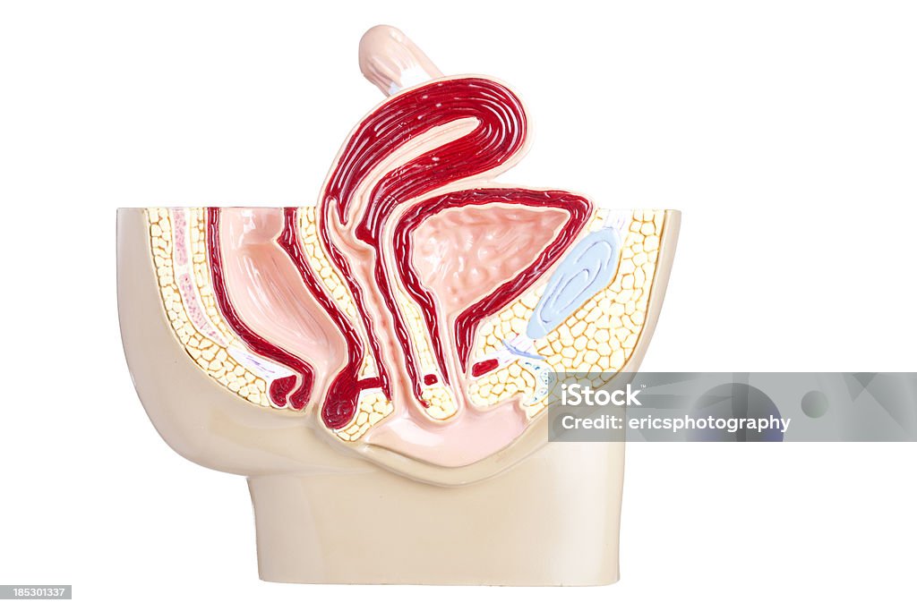 Hembra de pelvis - Foto de stock de Anatomía libre de derechos