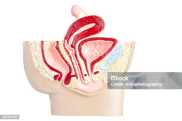 Hembra De Pelvis Foto de stock y más banco de imágenes de Anatomía - Anatomía, Asistencia sanitaria y medicina, Belleza