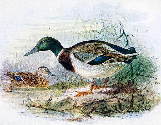 Mallard Duck Illustration 19th Century Illustration duck bird illustrations stock illustrations