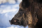 Wild boar in snowcapped forest