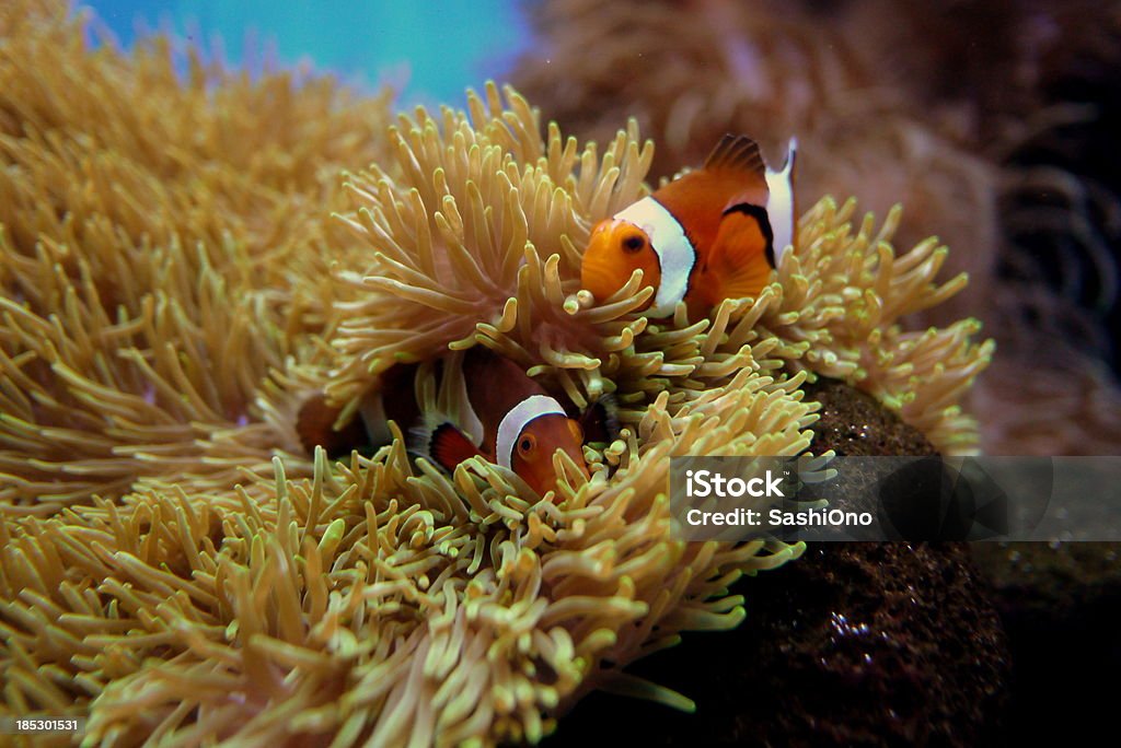 Anémone de corail et Poisson-clown - Photo de Amphiprion orange libre de droits
