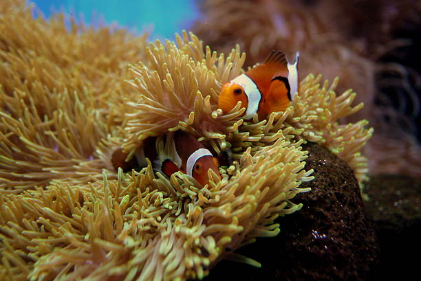 istock Clownfish in Anemone and Coral 185301531