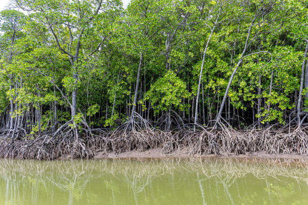 istock Hills Creek in the Trinity Forest reserve Australia 1853015362