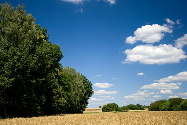 campo di avena - oat field plant cirrocumulus foto e immagini stock