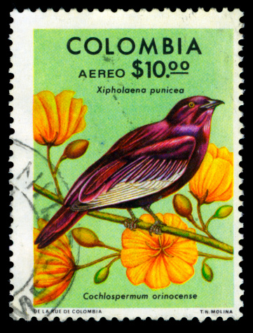 Xipholena punicea bird and cochlospermum orinocense flower on a postage stamp.Colombia