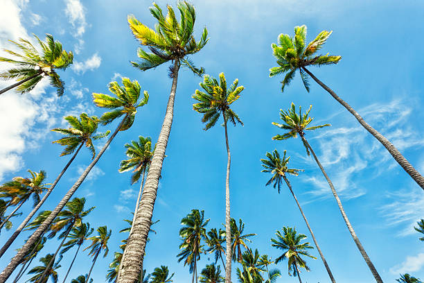 istock Hawaiian Coconut Palm Trees 185301725