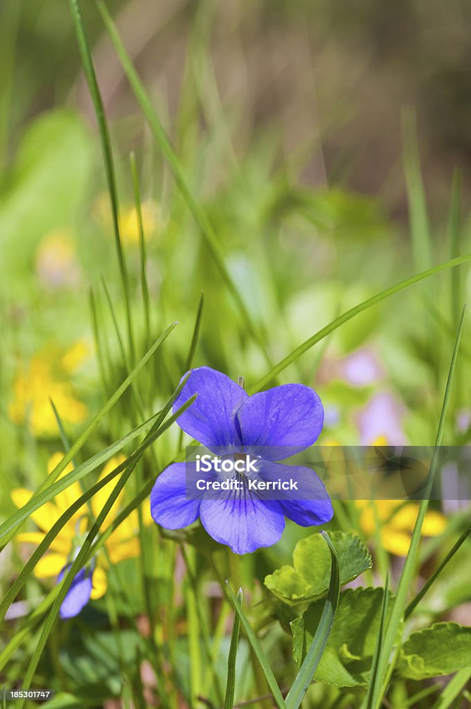 viola Blüte mit Gras - Lizenzfrei April Stock-Foto