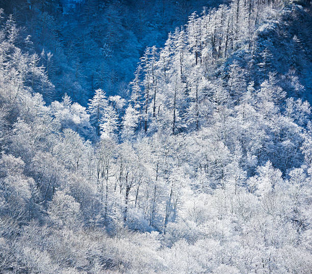 Winter mountain with trees and snow A frigid winter scene from the Smoky Mountains of Tennessee tremont stock pictures, royalty-free photos & images