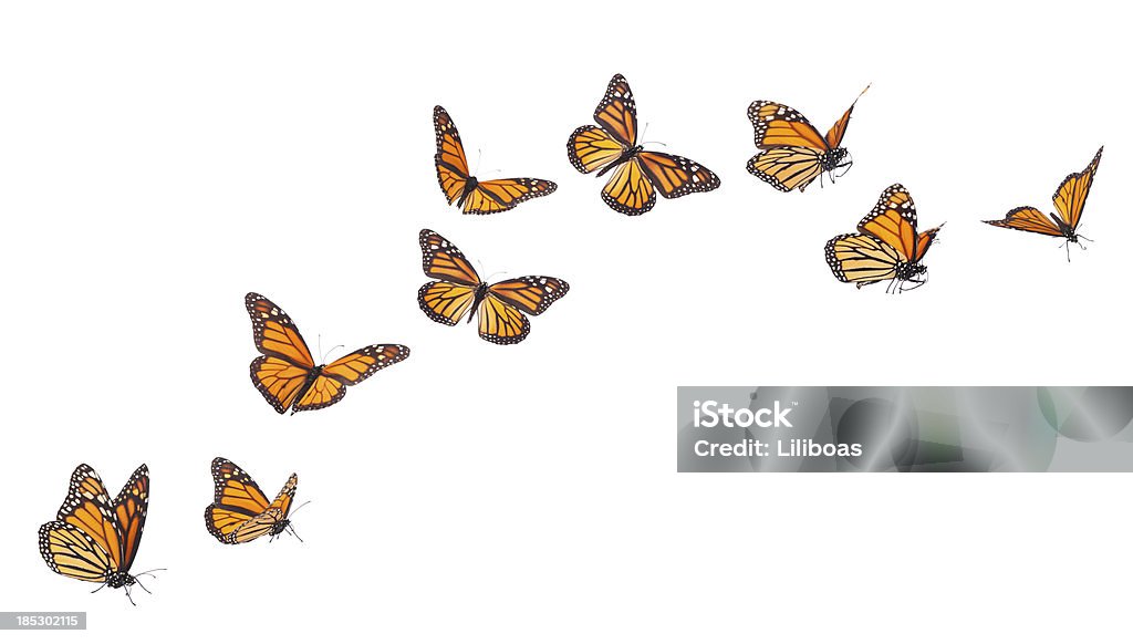 Monarch Butterflies in various flying positions isolated on white "Monarch Butterflies in various flying, basking and standing positions." Monarch Butterfly Stock Photo