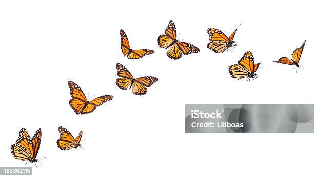 Monarch Butterflies In Various Flying Positions Isolated On White Stock Photo - Download Image Now