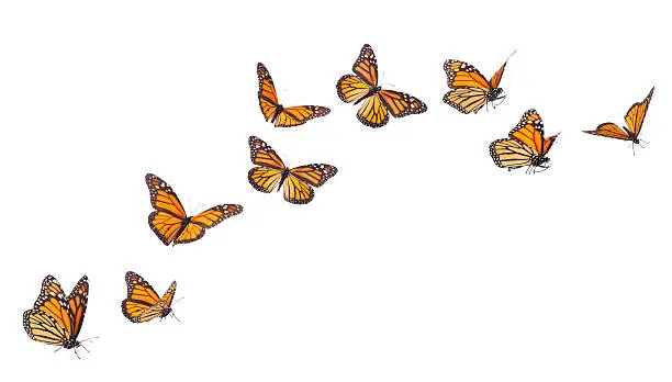 "Monarch Butterflies in various flying, basking and standing positions."