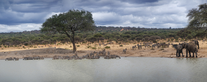 A large group of zebras and a group of elephants drinking in a lake in Tarangire National Park - Tanzania