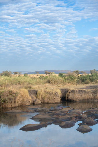 large group of hippos in the hippo pool with beautiful surroundings of the serengeti Vertical view – Tanzania