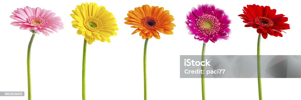 Bunte Gerberas Daisies (Clipping Path - Lizenzfrei Gerbera Stock-Foto