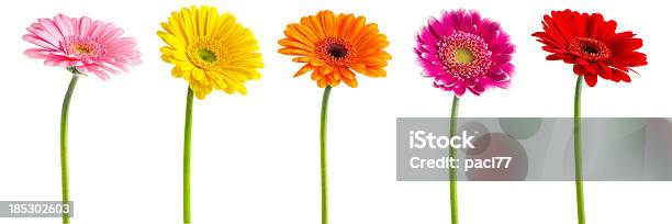 Bunte Gerberas Daisies Clipping Path Stockfoto und mehr Bilder von Gerbera - Gerbera, Blume, Freisteller – Neutraler Hintergrund