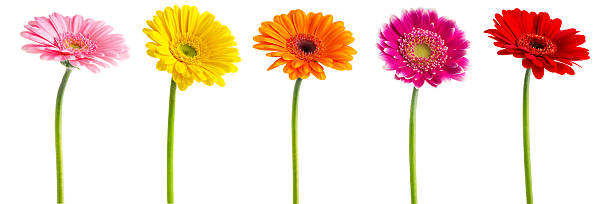kolorowe gerberas daisies (ścieżka odcinania - pasta primavera zdjęcia i obrazy z banku zdjęć