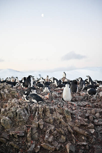 half moon island, der antarktis - nature antarctica half moon island penguin stock-fotos und bilder