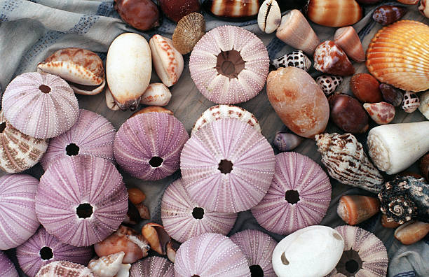 istock Indonesia, West Sumatra Province, Mentawai Islands, shells. 185302738