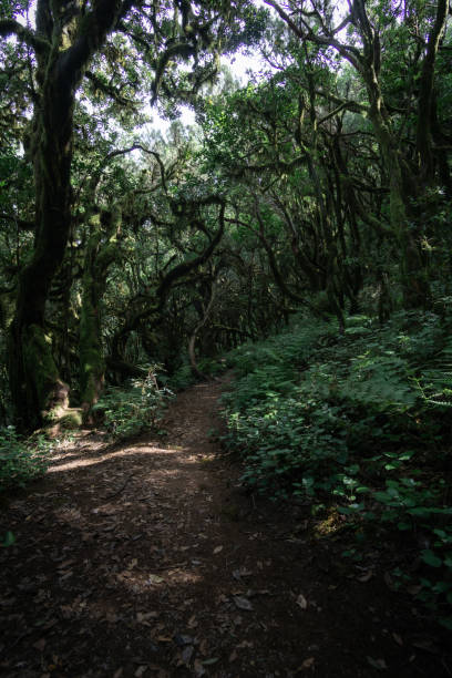 istock views in laurel forest garajonay in La Gomera 1853027389