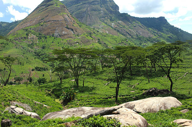 istock Gurue tea plantations, Mozambique 185302739