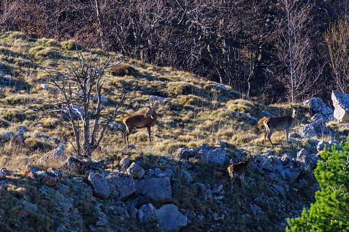 Male red deer with a group of female deer during the rutting season