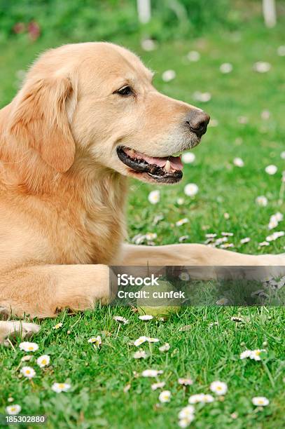 Golden Retirever Com Bola - Fotografias de stock e mais imagens de Amarelo - Amarelo, Animal, Animal Doméstico