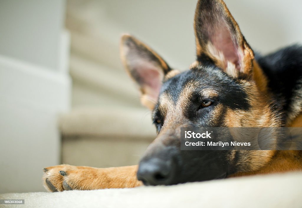 Hund beim Einschlafen - Lizenzfrei Deutscher Schäferhund Stock-Foto