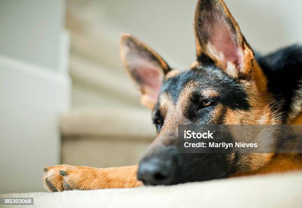 Photo libre de droit de Chien Vous Endormir banque d'images et plus d'images libres de droit de Animal femelle - Animal femelle, Animaux de compagnie, Animaux domestiques