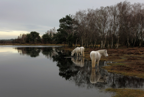 Gloomy Morning at Long Pond near Burley in the New Forest