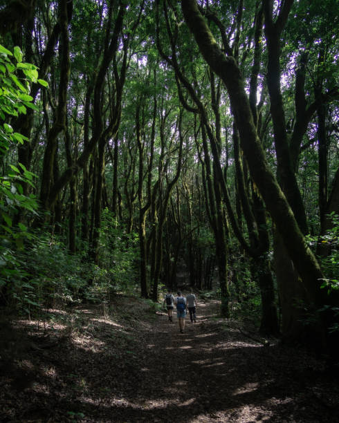 istock views in laurel forest garajonay in La Gomera 1853032191