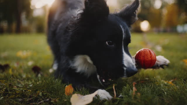 Dynamic dog plays with orange ball on grassy meadow