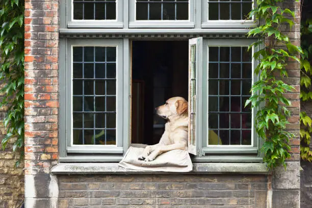 Photo of Dog In Window