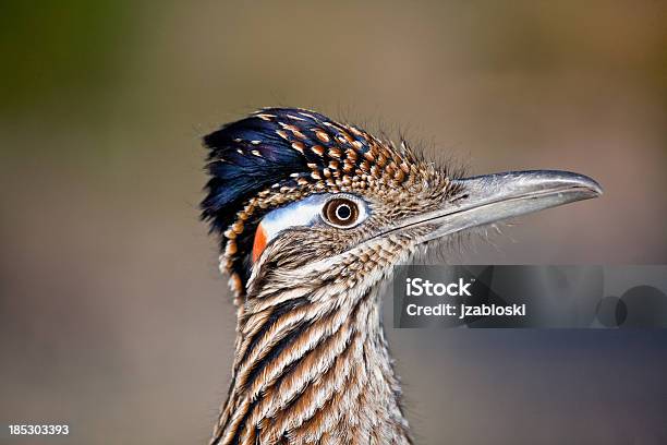 Foto de Geococcyx Californianus e mais fotos de stock de Ave Cuculídea - Ave Cuculídea, Correr, Califórnia