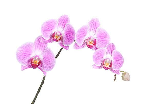 istock Cerise Pink Phalaenopsis Orchid 185303396