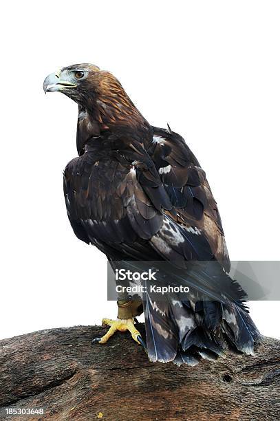 Águila Real Foto de stock y más banco de imágenes de Águila real - Águila real, Águila, Animal