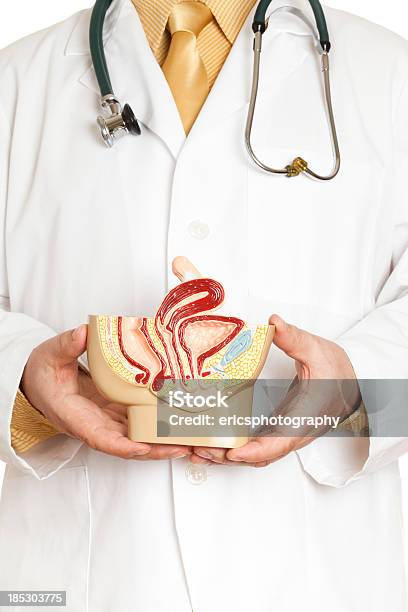 Ginecologo - Fotografie stock e altre immagini di Clitoride - Clitoride, Endometrio, Vagina