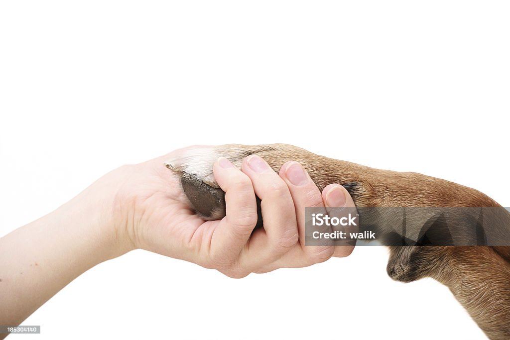 Zeichen der Freundschaft - Lizenzfrei Hund Stock-Foto