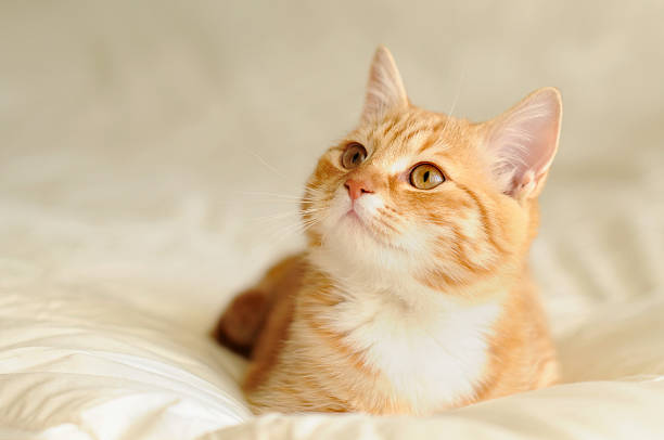 ลูกแมว - แมวส้ม ภาพสต็อก ภาพถ่ายและรูปภาพปลอดค่าลิขสิทธิ์