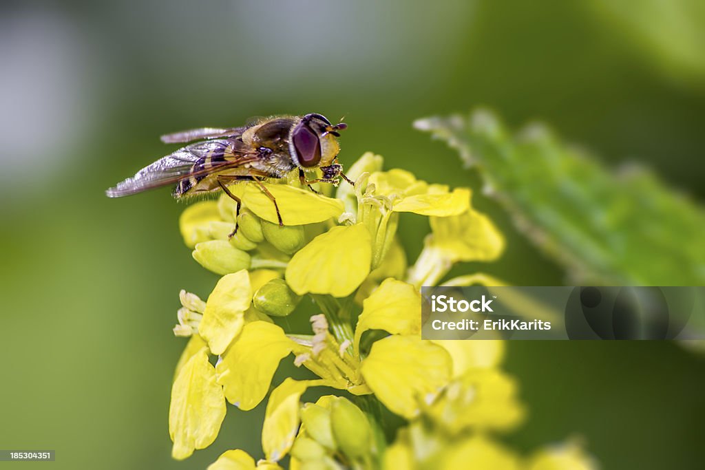 Ritratto di un volo - Foto stock royalty-free di Affilato