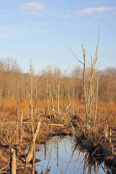 istock Middle Creek Wildlife Area 185304373
