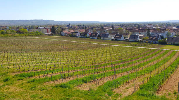 istock Vine grapes trees with sun landscape in spring time. 1853044455