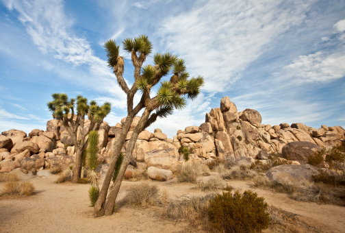 Joshua Tree National Monument. California. Scenic landscape image taken in winter.