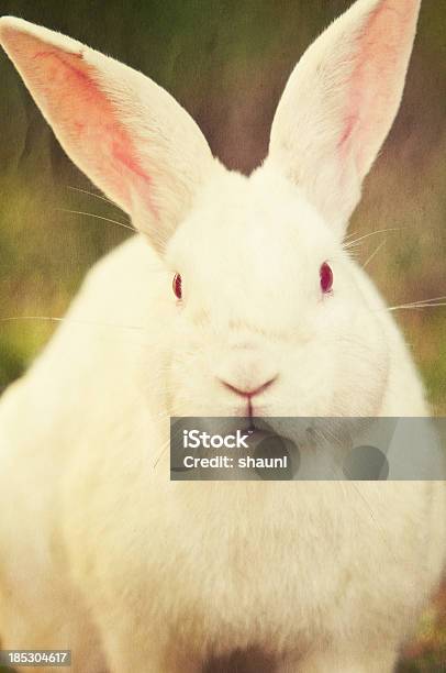 El Conejo White Foto de stock y más banco de imágenes de Animal - Animal, Blanco - Color, Celebración - Acontecimiento