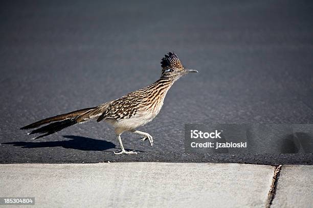 Greater Rennkuckuck Stockfoto und mehr Bilder von Allesfresser - Allesfresser, Feder, Fotografie