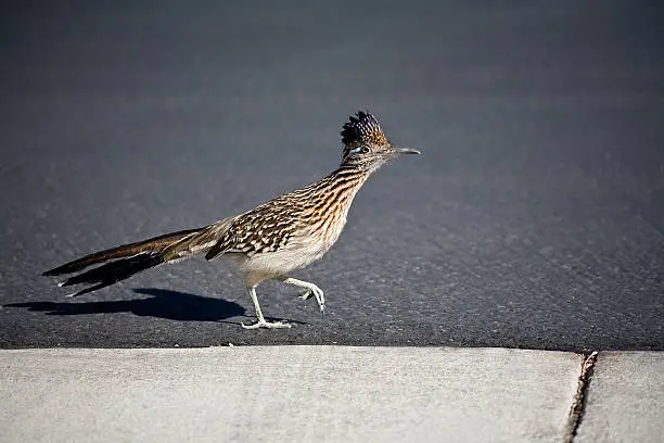 A roadrunner running on a road in southern California.