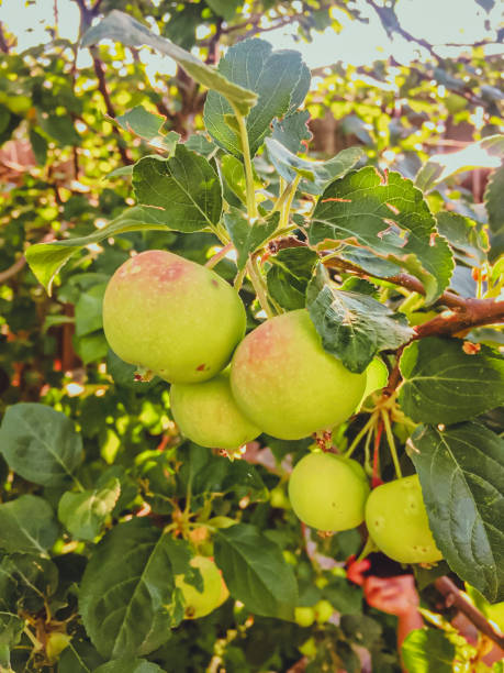 istock ripe red apples on the branch 1853048866