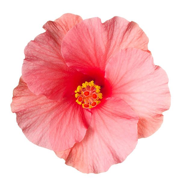 Hibiscus. Pink flower on a white background. deep focus stock pictures, royalty-free photos & images
