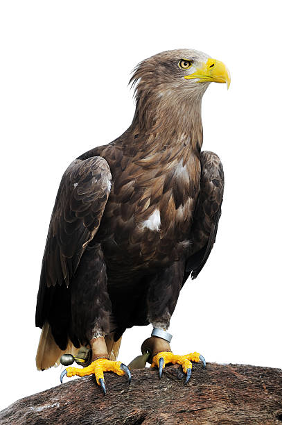 grenlandia white-tailed eagle - greenland white tailed eagle zdjęcia i obrazy z banku zdjęć